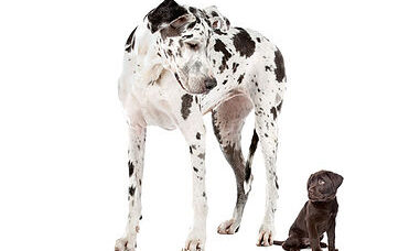 Κόμπλεξ-Κατωτερότητας